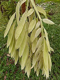 Brownea macrophylla, clusters of pale yellow-green narrow hanging leaflets against a grassy background