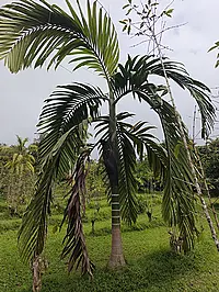 Chambeyronia macrocarpa (Brongn.) Vieill. ex Becc.
