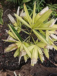 Rhapis excelsa (Thunb.) A.Henry 'Variegata'