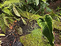 Anthurium veitchii Mast.