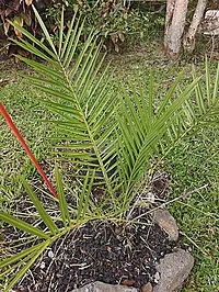 Phoenix sylvestris (L.) Roxb.