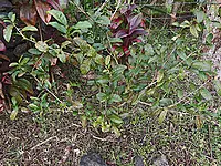 Camellia sinensis (L.) Kuntze