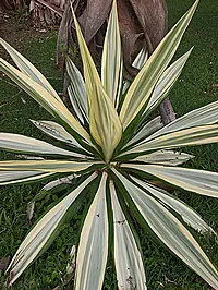 Furcraea foetida (L.) Haw. var. Mediopicta
