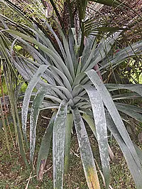 Alcantarea odorata — large rosette of long gray-green straplike leaves with pale scaly patches