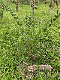 Phoenix canariensis H.Wildpret